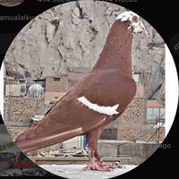 p4pigeons