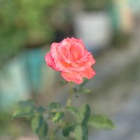 picchiabir07