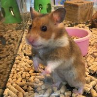 hamster1993