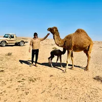 original sound - 991d6