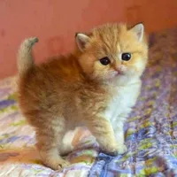 original sound - kob252579