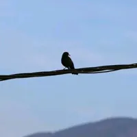 original sound - cuenta_scrx