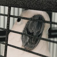 original sound - Tim