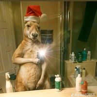 jhongellagombrafans39