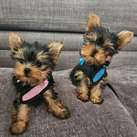 the.mini.yorkies