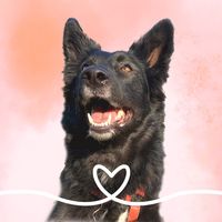 Mostrami chi ti tira su di morale