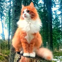 sonido original - Tu gato curioso