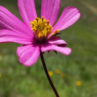 chinoaventurassinfronter