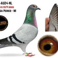los_manga_perico