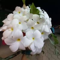 kami_pacassi