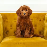 original sound - utahdoodles