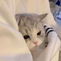 เสียงต้นฉบับ - シ
