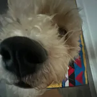 original sound - spedupauxidos