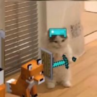 gato_zack_71