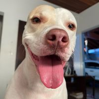 pitpacoca