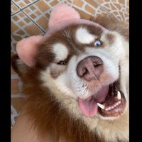 luckysiberianhusky