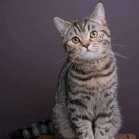 suara asli - Hasbi09