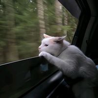 suara asli - 505.