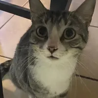 original sound - nacg.mxd