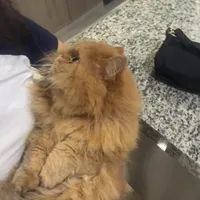 original sound - carolukipuki