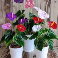 floresitaarias0