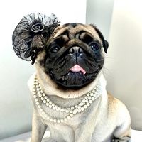 pugsflamenguistas
