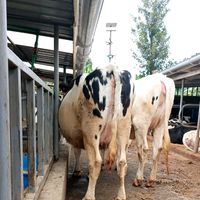 african_dairyqueen