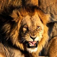 pedri_lions