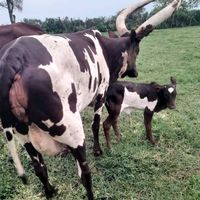 bwataata0