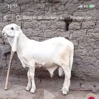 oumar.baraman.785148744