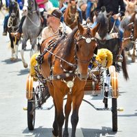 ranchospeedhorse