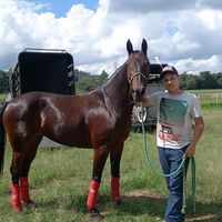 stud.cabecinha