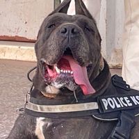 canicorsoftmalinois