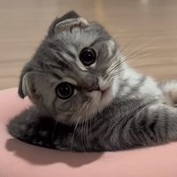 babyngeawngao