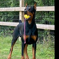 bruceydobie