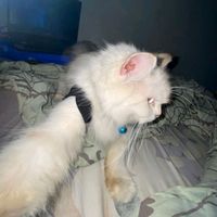 suara asli - Zhyy