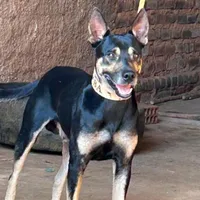 original sound - garanho.oficial