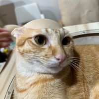 chengmeamysun_
