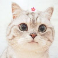 原聲 - Cat.TV