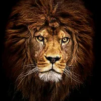 original sound - chamysarr