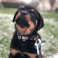 rosko_thedog