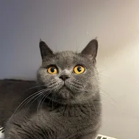 original sound - linandhera