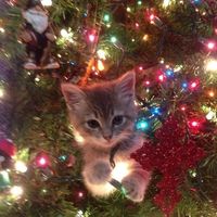 __christmass__25