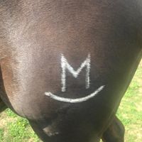 maidenhorseandcattle0