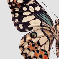 original sound - sofaibaez2