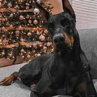 original sound - editz_dog_viral