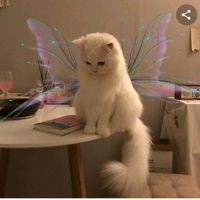 nina8_8