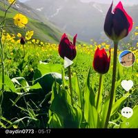aydin0773