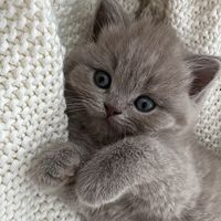 suara asli - 🕊️✨