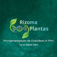 rizomaplantasorchids